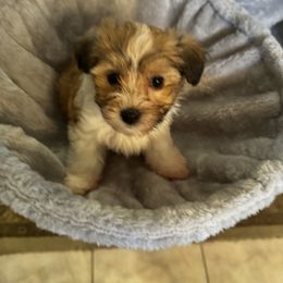 Havanese Puppies from Twins Havanese