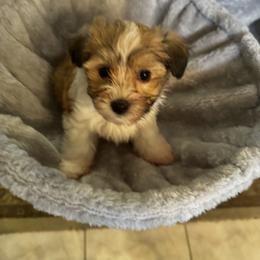 Havanese Puppies from Twins Havanese
