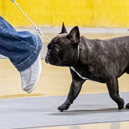 French Bulldogs from Dana Riotte's French Bulldogs