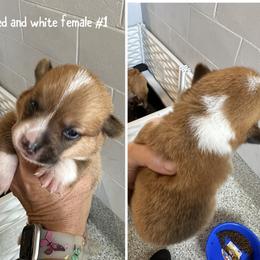 Red and white girl 1 - Red female Pembroke Welsh Corgi puppy in Ocala, Florida from Rivermont Farm