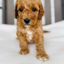 Candy - Apricot female Goldendoodle puppy in Auburn, Indiana from Martin’s Doodles