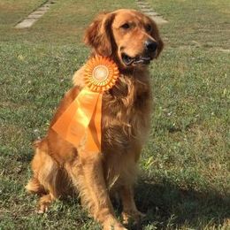 Golden Retrievers from Kelakye Goldens