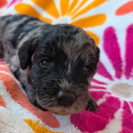 Paige - Blue merle female Sheepadoodle puppy in Owensville, Missouri from Oak Valley Kennels