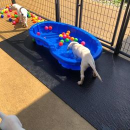 Labrador Retriever Puppies from Harvest Moon Farm