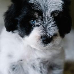 Bordreaux - Parti male Schnoodle puppy in Grove, Oklahoma from Grand Lake Poodles & Doodles