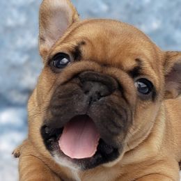 French Bulldogs from Doree's Riverside Frenchies