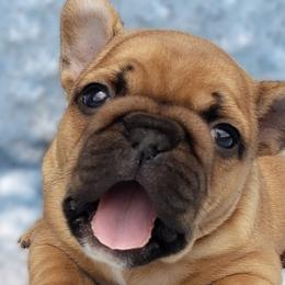 French Bulldogs from Doree's Riverside Frenchies