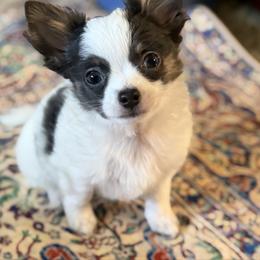 Adam CKC - Blue and white male Chihuahua puppy in Amity, Pennsylvania from Rhoda and Verna