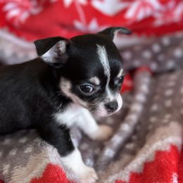 Chihuahua Puppies from Longview Chihuahua's