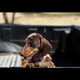 Zoey - Dapple female Dachshund puppy in Flora Vista, New Mexico from Hot Diggity Doxies of NM