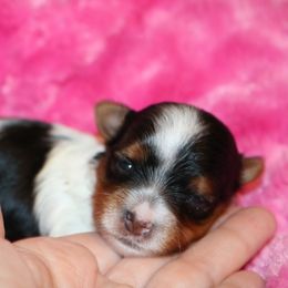 Biewer Terrier Puppies from Magical Biewers