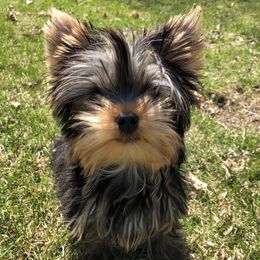 Yorkshire Terriers from Cuddle Wind Yorkies