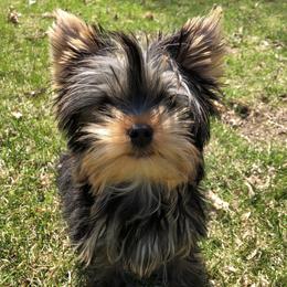 Yorkshire Terriers from Cuddle Wind Yorkies