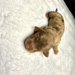 AKC Snickers - Dapple male Dachshund puppy in Laveen, Arizona from Acosta Kennels