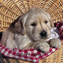 4 Starry - Light golden female Golden Retriever puppy in Kuna, Idaho from Golden Kisses Golden Retrievers