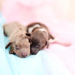 Dachshund puppies from Kenny Cave K9s