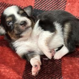 Sara - Black tri-color female Australian Shepherd puppy in Hico, Texas from Chisholm Trail Kennels