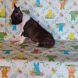 Boston Terrier Puppies from IHeart Boston Terriers