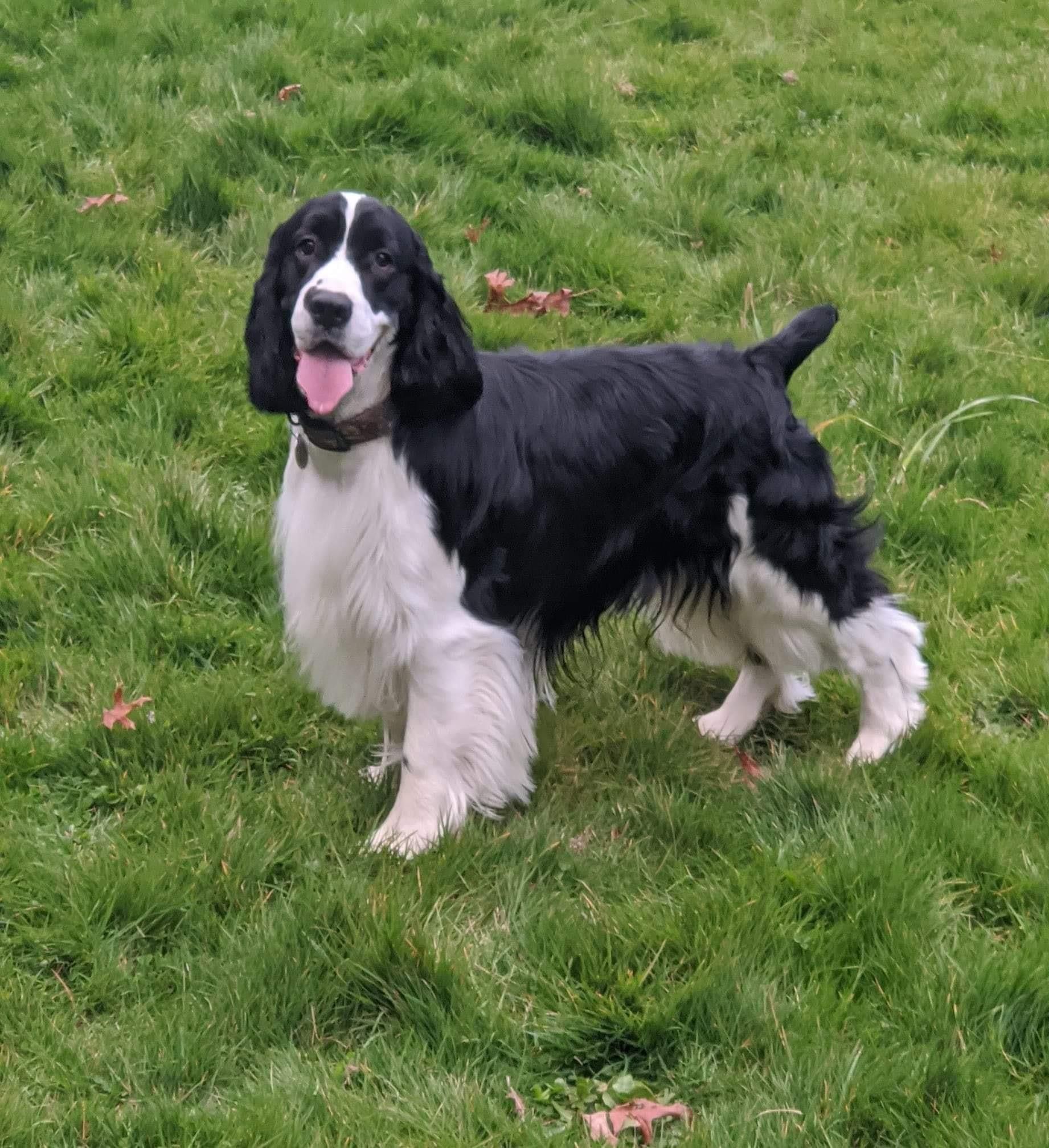 Topsail English Springer Spaniels in Washington | English