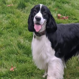 English Springer Spaniels from Topsail English Springer Spaniels