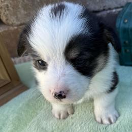 Trek-Fluff Carrier - Black and tan male Pembroke Welsh Corgi puppy in Scottown, Ohio from Wyndy Ridge Corgis