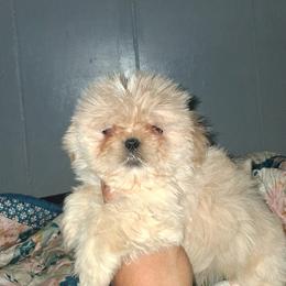 Boy 1 - Cream and white male Shih Tzu puppy in Birmingham, Alabama from K&D kennels