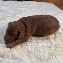 Ellis - Red male Cockapoo puppy in Sheridan, Missouri from Shepherdsfold’s Cockapoos