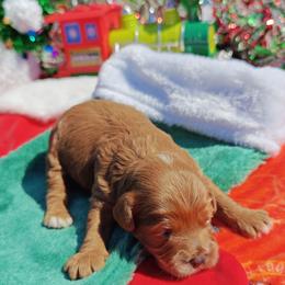 Jingle - Red male Cavapoo puppy in Dallas, Texas from Halo's Heroes Doodles