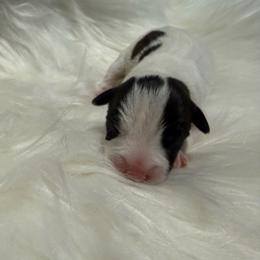 Girl 2 (name pending) - Black and white female Jack Russell Terrier puppy in Yakima County, Washington from Saddle Rock Kennels