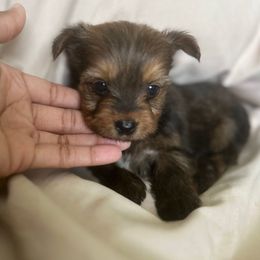 Boy 3 - Gold male Yorkshire Terrier puppy in Ocala, Florida from Top Notch Pupz