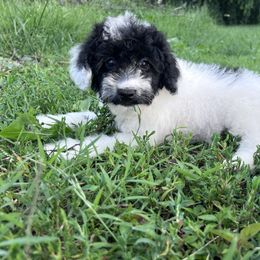 Mint Chocolate with training - Black and white female Cockapoo puppy in Boonville, North Carolina from Doods & Dolls
