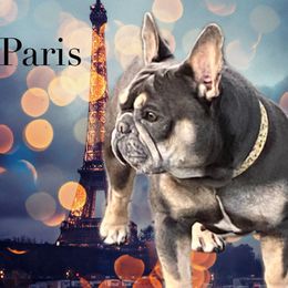 Paris - French Bulldog