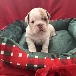 Angel - Red and white female Bulldog puppy in Aiken, South Carolina from Hayzlett Family English Bulldogs