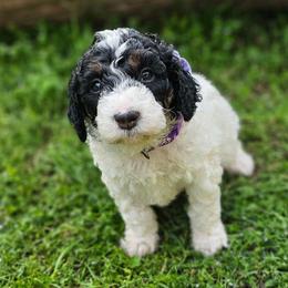 Purple Collar Rouge - Black and white female Bernedoodle puppy in Bonham, Texas from Happy Valley Puppies