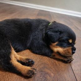 Girl 2 - Black and tan female Rottweiler puppy in San Antonio, Texas from Angel Rottweilers