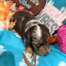 Flashy chocolate dapple - Dapple male Dachshund puppy in Pleasant Plains, Arkansas from JGBs Dachshunds