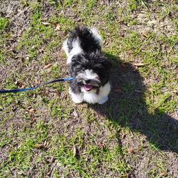 Tennessee - Black and white male Havanese puppy in Gainesville Ocala, Florida from Curly Que Standard Poodles and Havanese