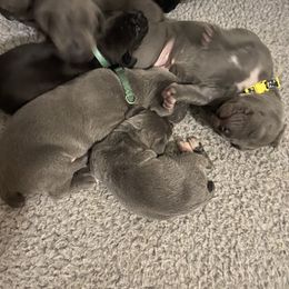 Cane Corso Puppies from Ruby Mountain Royalty