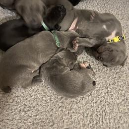 Cane Corso Puppies from Ruby Mountain Royalty