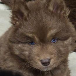 Toast - Red and white male Siberian Husky puppy in East Tawas, Michigan from BurnsBerg's Woolies