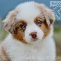 Boy 2 - male Miniature American Shepherd puppy in Baker City, Oregon from Back Country Aussies