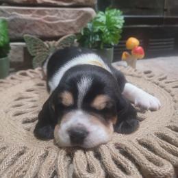 Yellow Collar - Black brown and white male Basset Hound puppy in Lumberton, Mississippi from Freeman's Floppy Eared Bassets