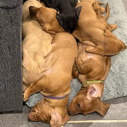 Dachshund Puppies from Faithful Paws Doxies
