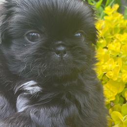 Osso - Black Pekingese puppy in Marshall, North Carolina from Wild Flower Pekingese