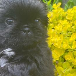 Osso - Black Pekingese puppy in Marshall, North Carolina from Wild Flower Pekingese