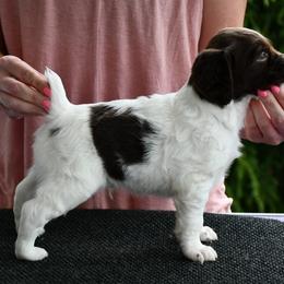 Bravo - Liver and white male Brittany puppy in Hollidaysburg, Pennsylvania from Royal Flush Farms