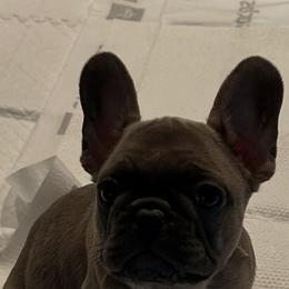 Lucy - Fawn and white female French Bulldog puppy in Spanaway, Washington from PNW Bigfoot Bullies