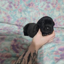 Girl 2 - Black female Cane Corso puppy in Mason City, Illinois from Red Wood Cane Corso