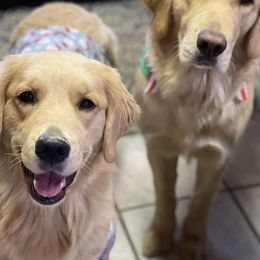 Bernese Mountain Dogs and Golden Retrievers from Perrydise Farm