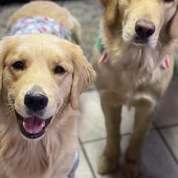 Bernese Mountain Dogs and Golden Retrievers from Perrydise Farm
